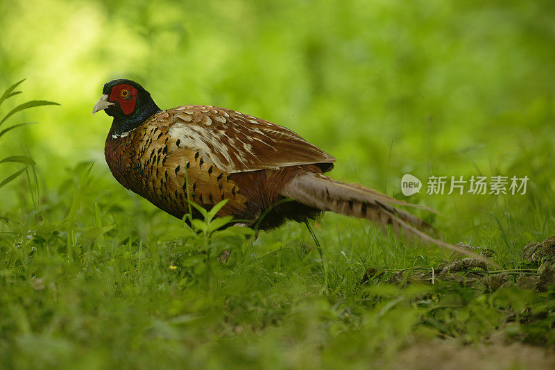 雄野鸡(Phasianus colchicus)